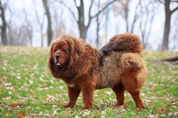 Dog breed Tibetan mastiff
