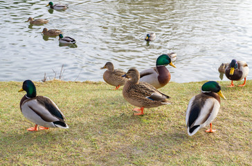 Wild duck birds in a park near near water close-up
