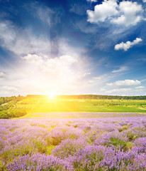 Magnificent sunrise with blazing sun. Lavender field.