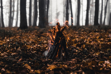 Bonfire in the forest in the evening