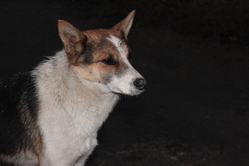 Homeless dog in the rain at night