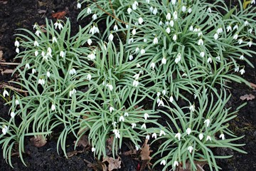 White delicate flowers of Galanthus nivalis in spring forest