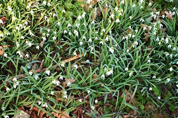 White delicate flowers of Galanthus nivalis in spring forest