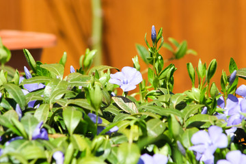Vinca minor L. - lesser periwinkle, dwarf periwinkle, small periwinkle,