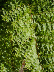 hiedra textura verde