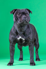 Beautiful dog of staffordshire bull terrier breed, dark color with tiger inclusions, standing on...