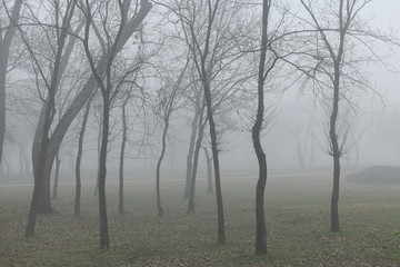 Mysterious foggy forest in winter