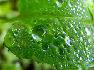 textura gotas agua hojas