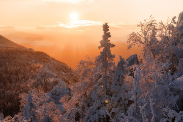 Landscape with winter forest and bright sunbeams. Sunrise, sunset in cold snowy forest