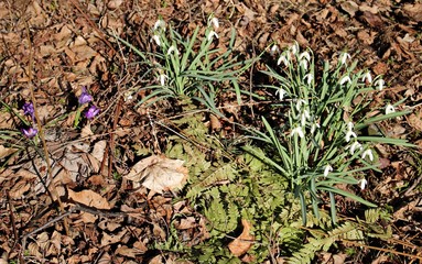 White delicate flowers of Galanthus nivalis in spring forest