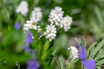 Muscari aucheri white flowering flowers, group of bulbous plants in bloom, green leaves