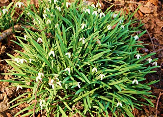 Obraz premium White delicate flowers of Galanthus nivalis in spring forest