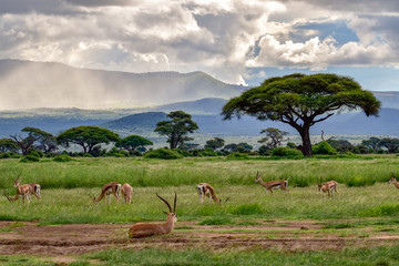 Antilopen im Nationalpark Tsavo Ost, Tsavo West und Amboseli in Kenia
