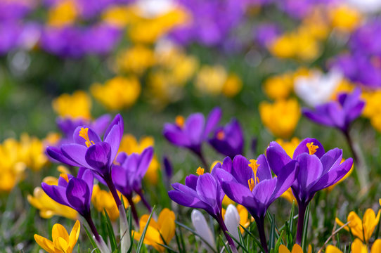 Field of flowering crocus vernus plants, group of bright colorful early spring flowers in bloom