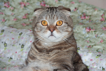 Fototapeta na wymiar Portrait of a lop-eared cat on a colored background
