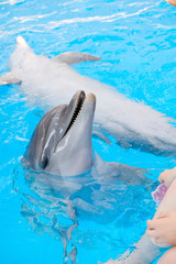 Naklejka premium happy smiling bottlenose dolphin playing with colorful ring in blue water in sea