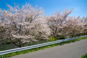 Fototapeta premium 満開の桜