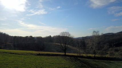 Obraz premium Bäume Wiese unter blauem Himmel 
