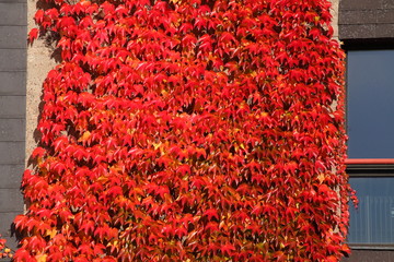 Red Discolored leaves of wild wine (Vitis vinifera subsp. Sylvestris) on a house wall in autumn, Germany, Europe