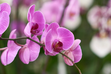 Pink flowers phalaenopsis orchid, living tropical plant. Orchid Phalaenopsis. Flowers in a...