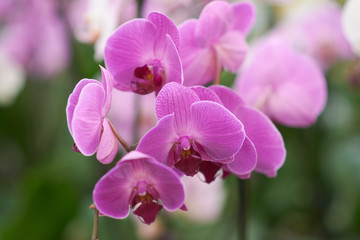 Fototapeta na wymiar Pink flowers phalaenopsis orchid, living tropical plant. Orchid Phalaenopsis. Flowers in a botanical garden or flower shop.
