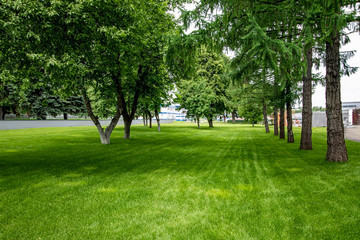 Green lawn on a background of green leaves and houses