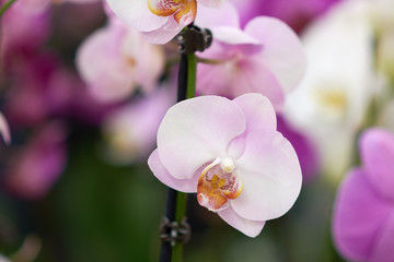 Fototapeta na wymiar Pink flowers phalaenopsis orchid, living tropical plant. Orchid Phalaenopsis. Flowers in a botanical garden or flower shop.