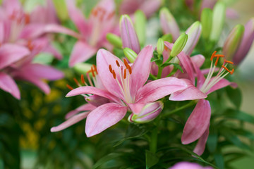 Beautiful pink flower of lily in the summer garden. Delicate rose lily buds. Flowers in a botanical garden or flower shop.
