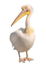 Pelican isolated on a white