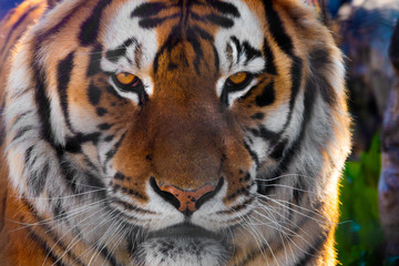 Portrait of a tiger in the wild