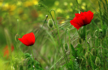 red poppy in field