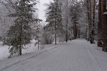 road in winter forest