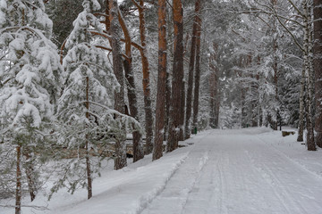 road in winter forest