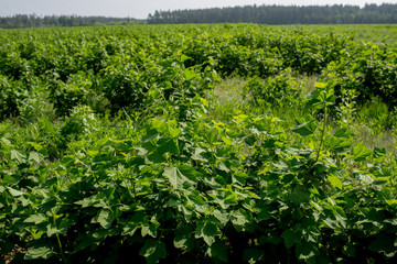 Fototapeta na wymiar irrigated currant fields, farming in Ukraine