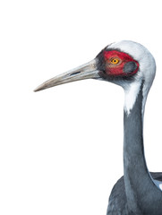 Portrait  White crane isolated on white