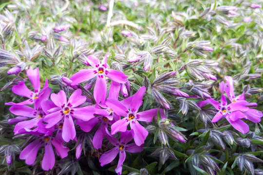 Phlox subulata flowers and green grass background