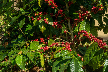 Fresh organic red raw and ripe coffee cherry beans on tree, agriculture plantation in North of Thailand.