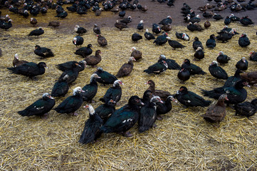 free grazing of poultry - ducks and geese of a farm in Ukraine