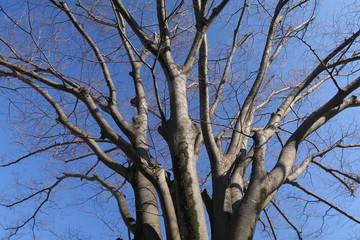 冬の欅と青空