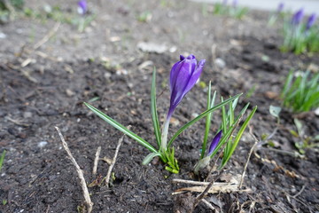 Bud and opening flower of purple Crocus vernus in March