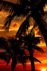 Fototapeta na wymiar Black silhouettes of palm trees against a brilliant sunset