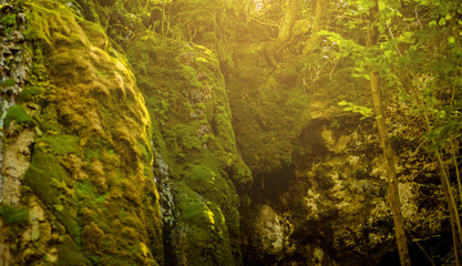 Beautiful wild forest with green color under the sun.