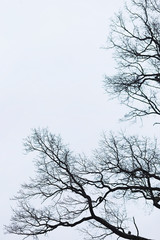 Obraz premium Naked branches of a tree against blue sky close up. Silhouette naked branches of a tree against blue sky close up. Natural color silhouette of a leafless tree against an overcast sky.