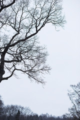 Naked branches of a tree against blue sky close up. Silhouette naked branches of a tree against blue sky close up. Natural color silhouette of a leafless tree against an overcast sky.