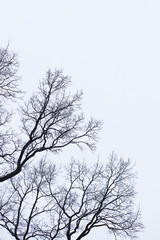 Naked branches of a tree against blue sky close up. Silhouette naked branches of a tree against blue sky close up. Natural color silhouette of a leafless tree against an overcast sky.
