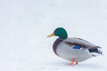 Fototapeta premium Duck sits in the snow. Mallard, lat. Anas platyrhynchos.