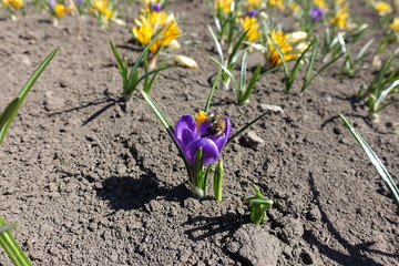 Bumble bee pollinating violet flower of crocus in April