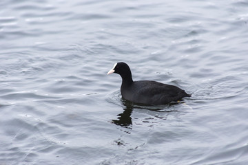 Portrait of a black duck swimming in a lake
