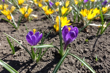 Many purple and yellow flowers of crocuses in April