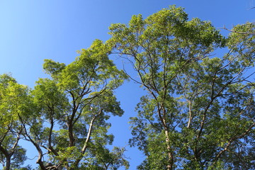朝の樟と冬空